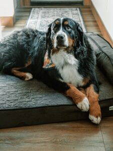 large-dog-orthopedic-bed-featured