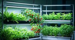 Indoor seedlings growing under LED grow lights on a multi level plant shelf used for starting vegetable and herb seeds indoors