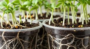 Seedlings growing in starter trays placed on a seed heating mat used to warm soil and improve indoor seed germination