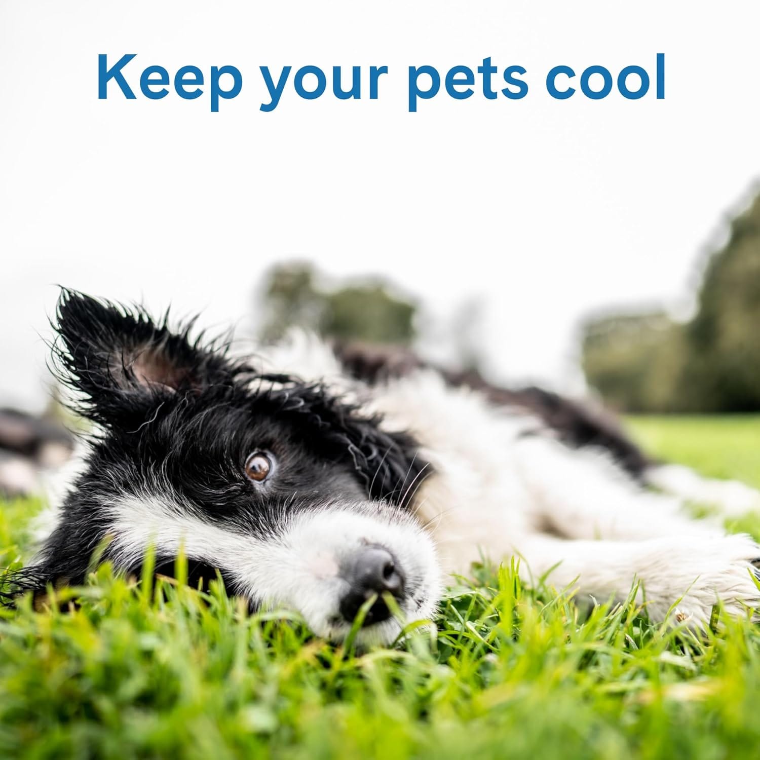 Cooling dog beds for hot weather