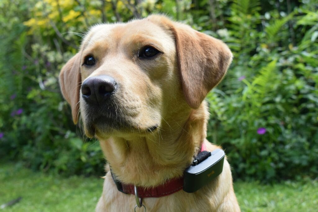 yellow labrador wearing GPS dog tracker collar no monthly fee