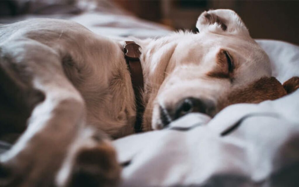 Senior dog resting on an orthopedic dog bed designed for arthritis support