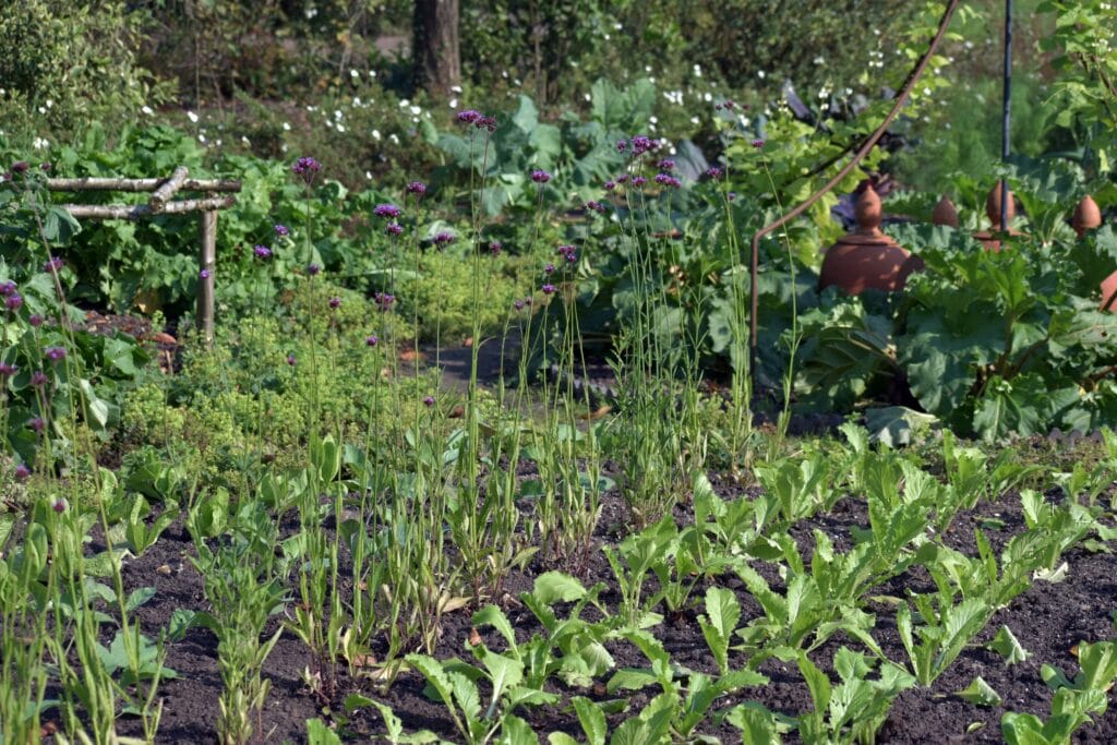 Large established backyard vegetable garden with leafy greens, herbs, and flowering plants
