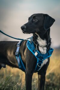 best dog harness for pulling — black dog wearing blue no-pull harness