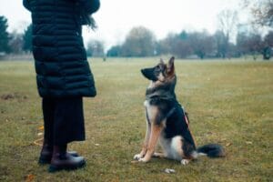 Dog training with front-clip harness to stop pulling