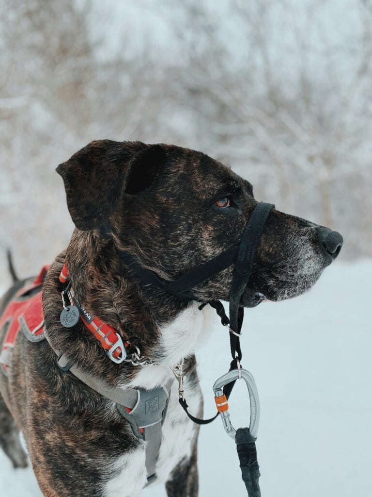 Best front clip dog harness on a brindle dog being walked outdoors