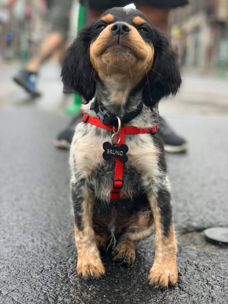 Small dog in red front-clip training harness on city street