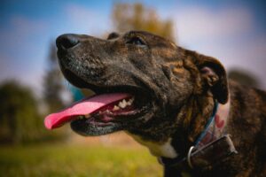 dog in summer heat best dog beds for hot weather