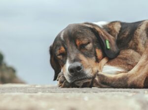 senior dog sleeping on comfortable dog bed for arthritis