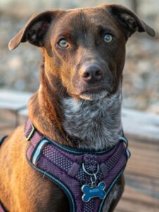 Brown dog wearing a purple front clip harness — best front clip dog harnesses ranked