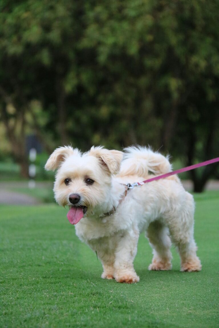 parasite spreading to dogs and humans protection guide 2026