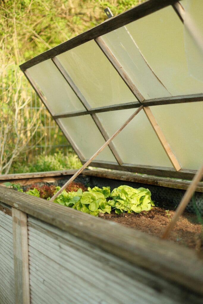 Wooden raised garden bed with glass cover open, growing lettuce and leafy greens for year-round gardening