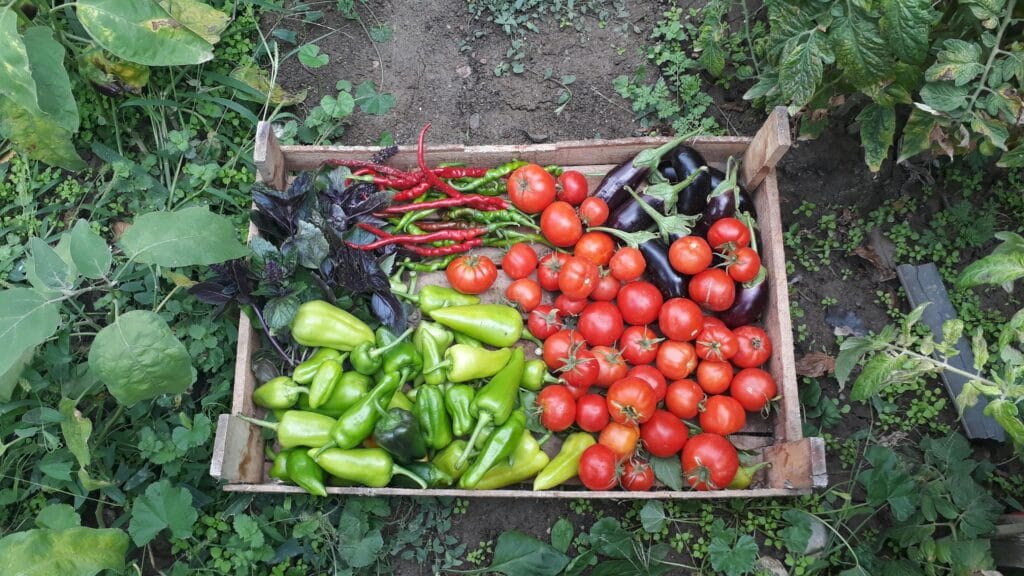 Wooden crate filled with freshly harvested tomatoes, peppers, and eggplants from a raised bed vegetable garden