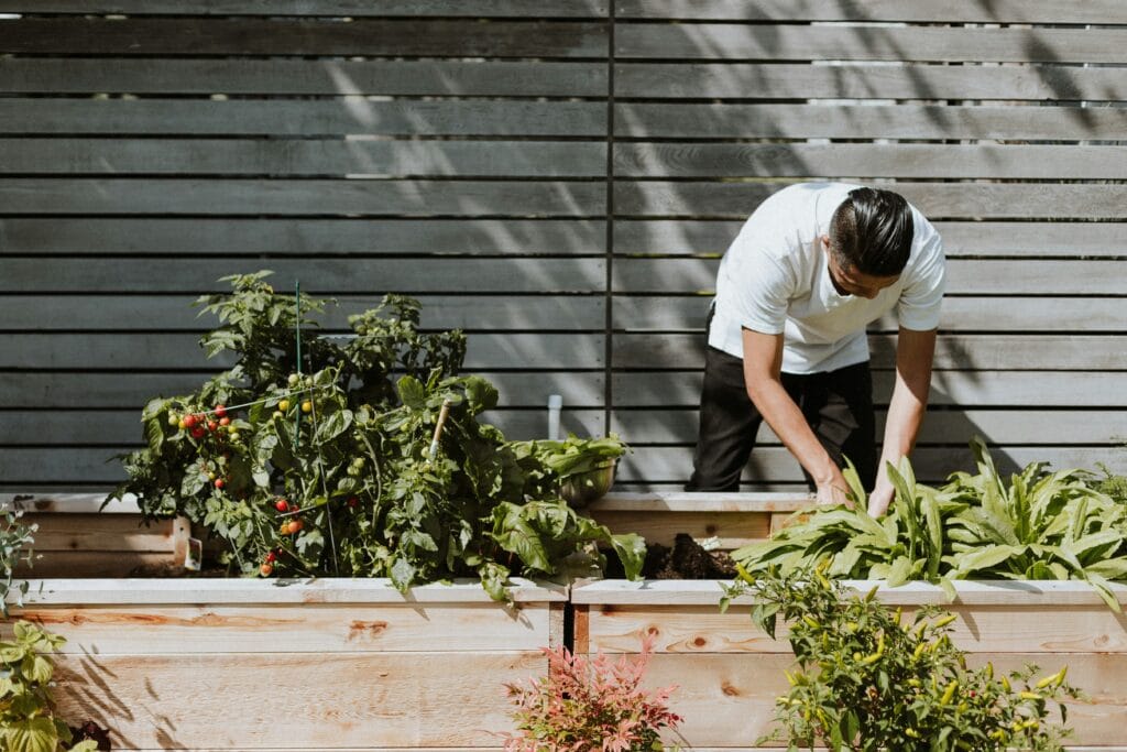 Man tending a raised garden bed with tomatoes and leafy greens in a backyard setting