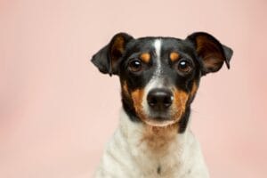 Close-up of a dog showing alert dog body language signals through pricked ears, focused eyes, and neutral mouth posture.
